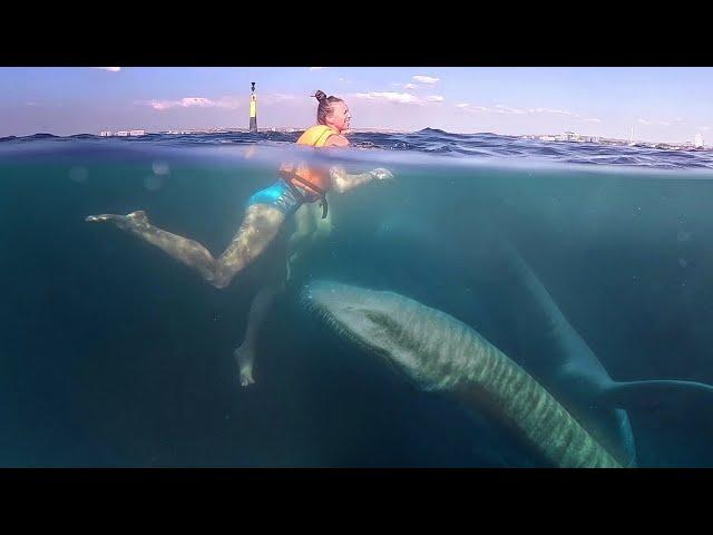 The sea serpent from Karadag appeared to tourists. Shooting from the driver's camera