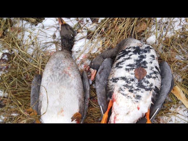 сезон охоты на гуся 2022 Осень goose hunting season 2022 Autumn