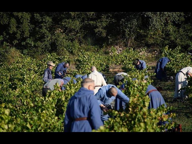 Vendanges Rosé 2024