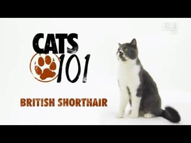 Британская короткошерстная кошка 101kote.ru British shorthair 101cats