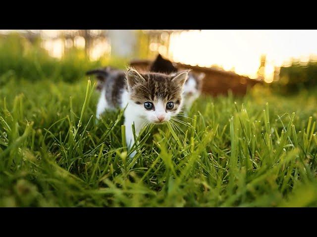 А ВЫ ЗНАЛИ? Породы кошек без хвоста. Интересные особенности и подробности