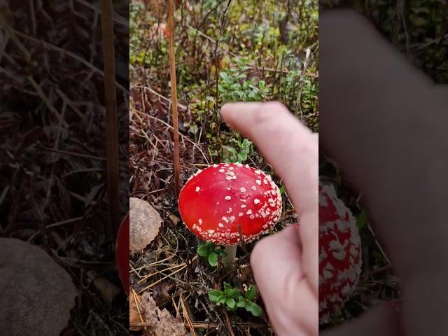 Many wild mushrooms of the forest!