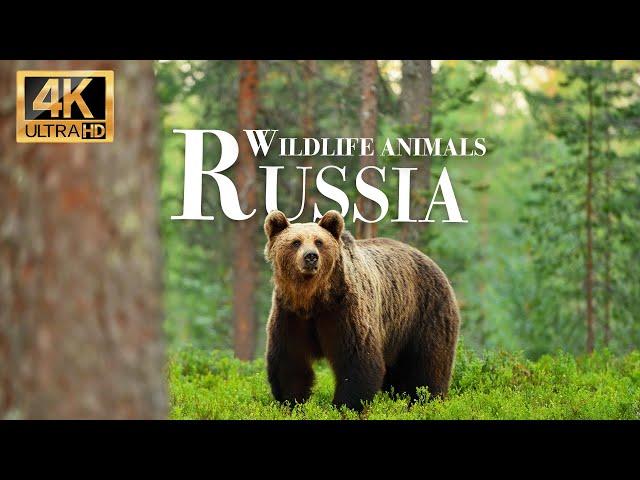 Wild Animals of Russia 4k - Wonderful wildlife movie with soothing music