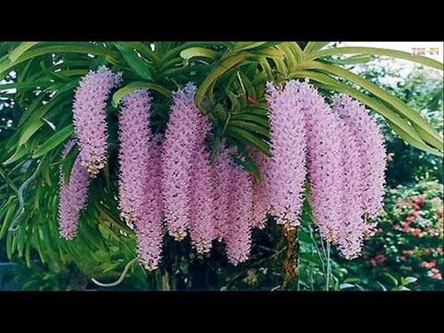 The Most Beautiful Orchids in the World