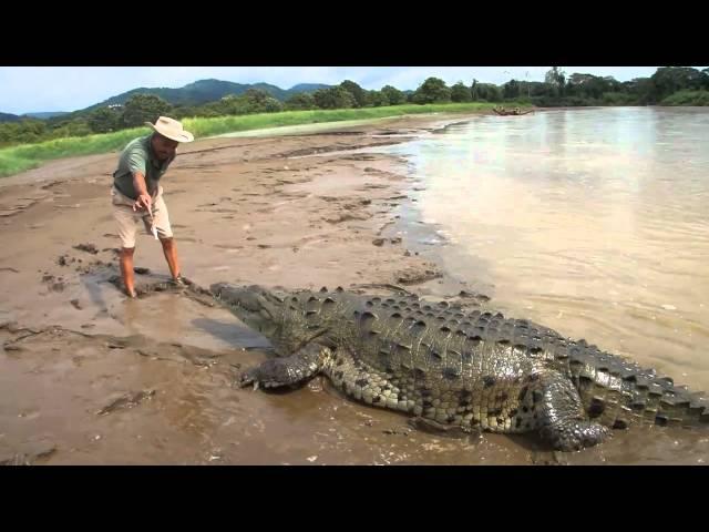 Crocodile attacks man