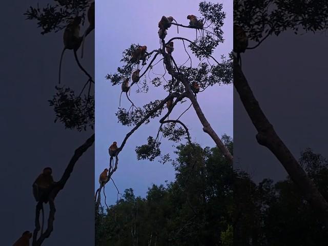 Witnessing Proboscis Monkeys In The Wild. #proboscismonkey #animals #monkey #wildlife