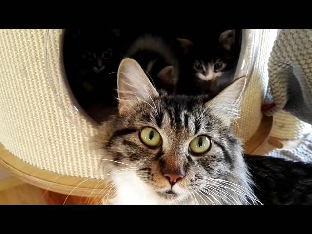 Kurilian bobtail talking to her cubs