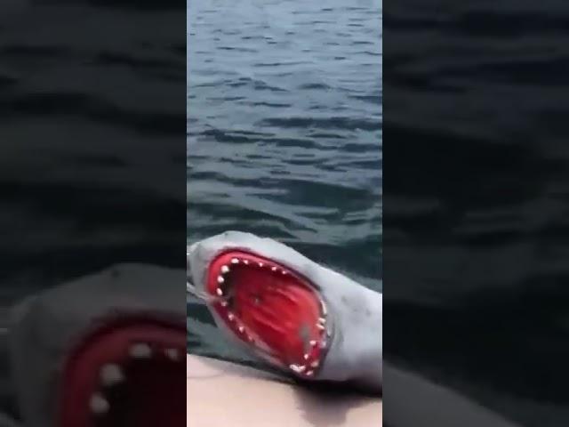 SHARK PUPPET EPIC SCREAM!!!!