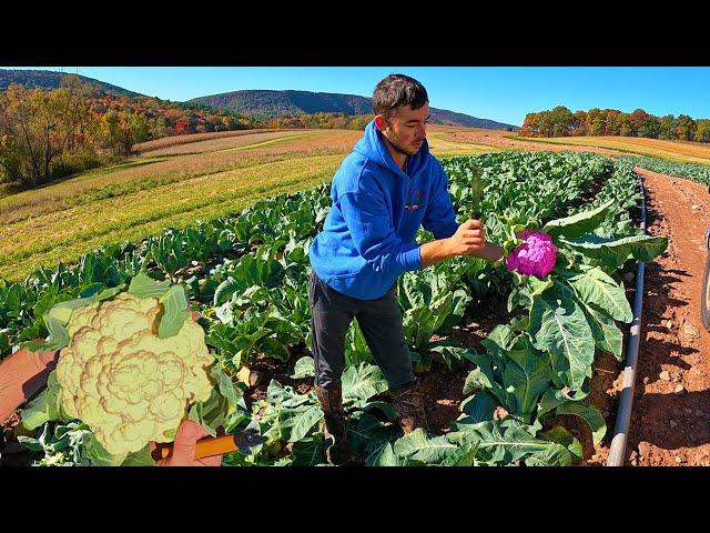 Late Season Purple Cauliflower Harvest