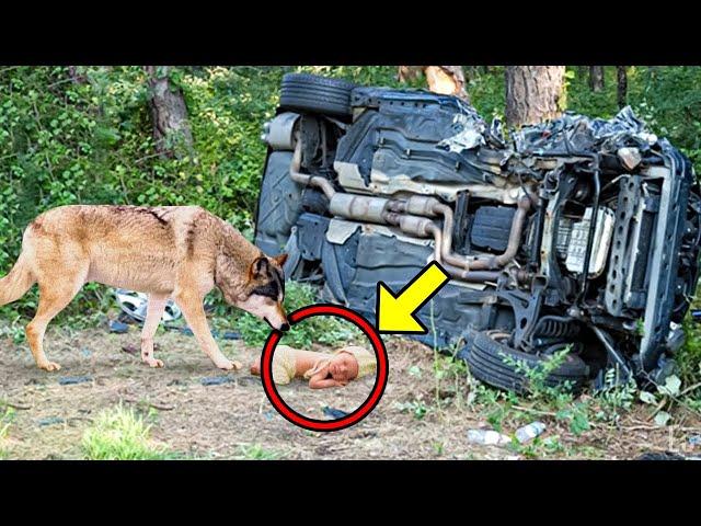 Wolf finds baby after car accident and takes it into the forest, but then the unthinkable happened!