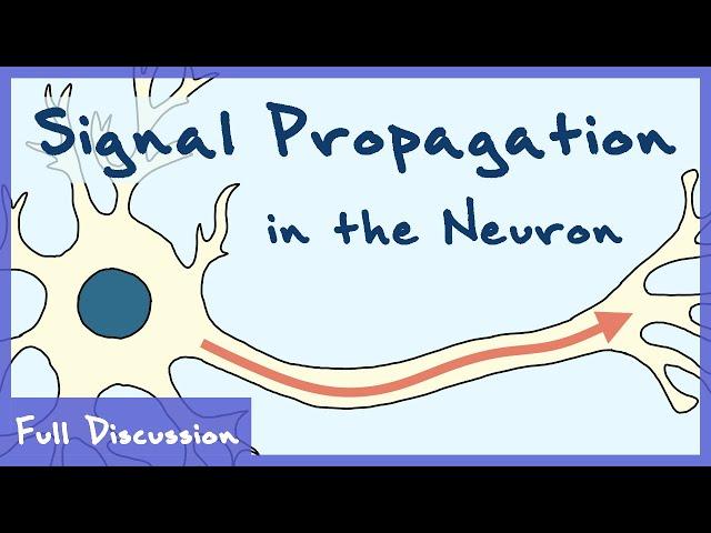 Signal Propagation In The Neuron (Neurophysiology) | Full Discussion