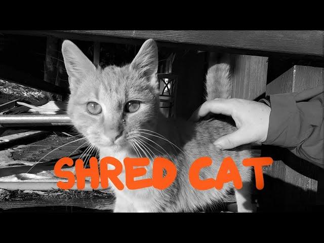 SHRED CAT