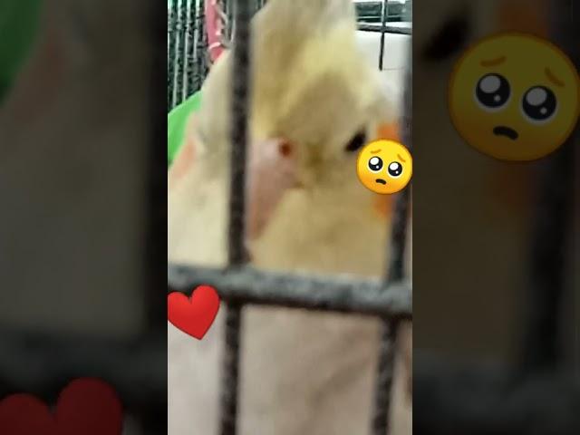 Sleepie Luna and Kriki
