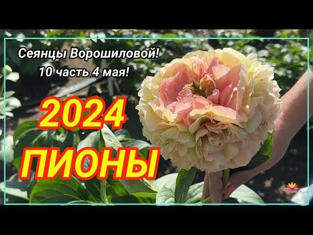 Цветение сеянцев пионов Ворошиловой А.Б. в 2024 году. Часть 10 / Сад Ворошиловой