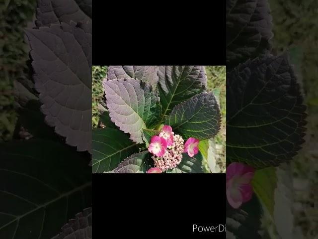 Зацветает крупнолистная гортензия #отправкапочтой #саженцыпочтой #garden #гортензии