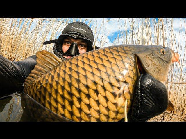 Amazin SPEARFISHING in DAGESTAN. Big carps in clear water | ЕNG SUB