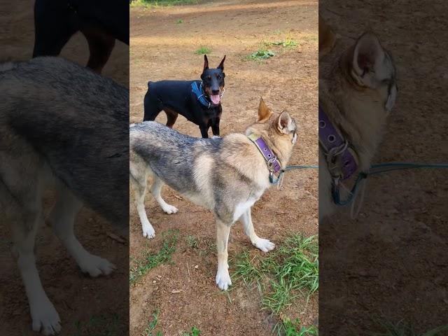 #влчак #czechoslovakianwolfdog #волк #животные #доберман #doberman