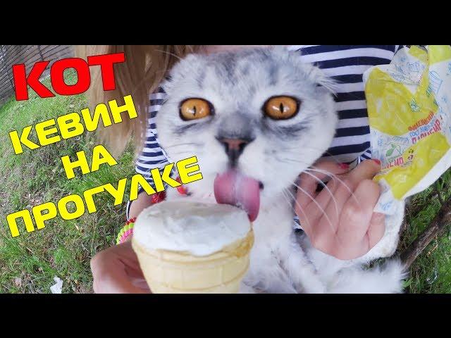 С котом вход разрешен! Кевин на прогулке | Бася не любит Кевина?