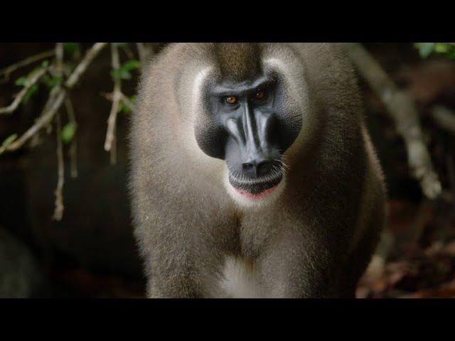 Vivid Footage of One of the Rarest Primates in the World