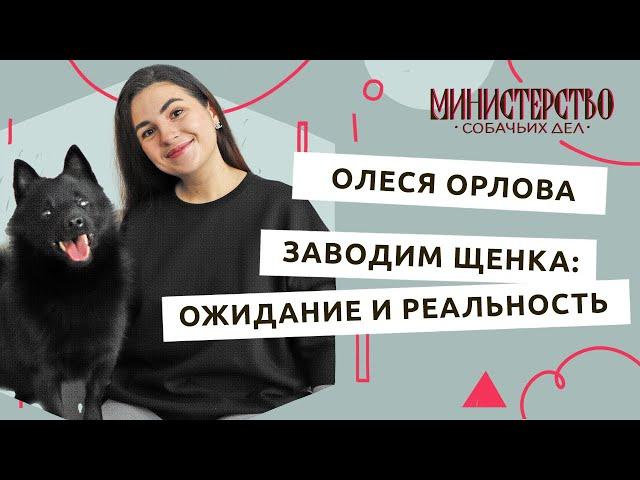 Заводим щенка: ожидание и реальность. Гость — стилист Олеся Орлова