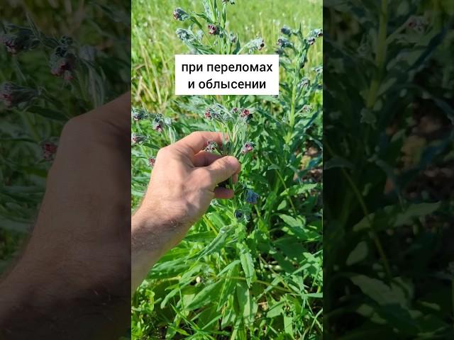 при переломах и облысени #травы #травыдляздоровья #здоровье #здоровьебезлекарств