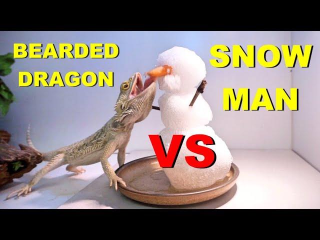 Freezing Cold Snowman VS My Bearded Dragon !! *Must Watch* !!