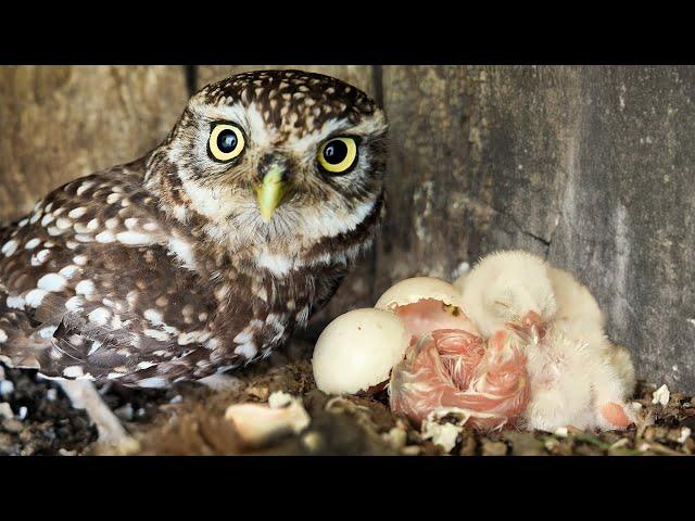 The Moment A Little Owl Chick Hatches | 4K  | Discover Wildlife | Robert E Fuller
