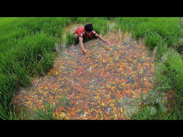 Super Amazing! Found A Lot Ranchu, Ryukin Goldfish & KOi Fishes in Rice Field