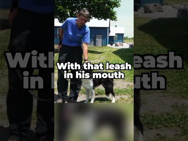 STOP Your Dog From Biting The Leash While You Walk!