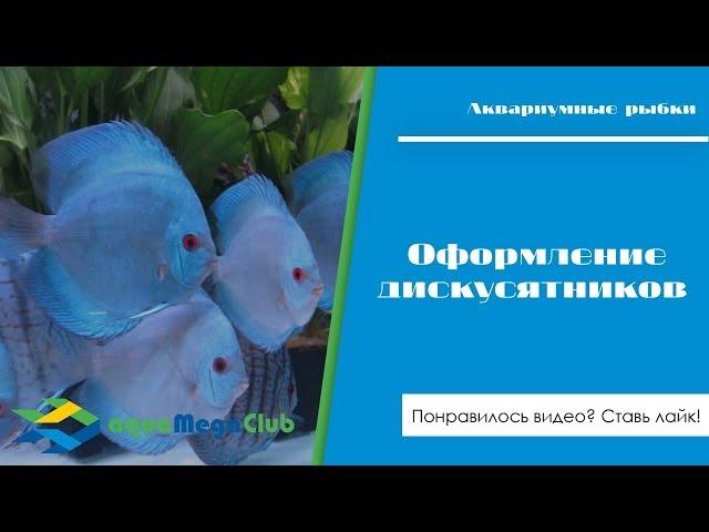 Как оформить большой, красивый аквариум с дискусами