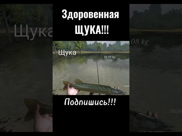 Вот это ЩУКА! #shorts #подпишись #рыбалка #щука #fishing #fishingsimulator #блесна #окунь #судак