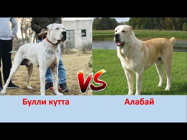 БУЛЛИ КУТТА ПРОТИВ АЛАБАЯ