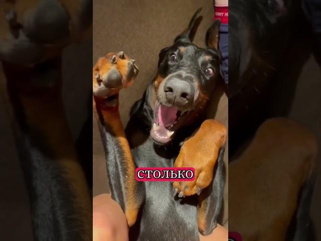 #собака #собаки #немецкаяовчарка #овчарка #песик #смешно #юмор #приколы #животные #нарезка