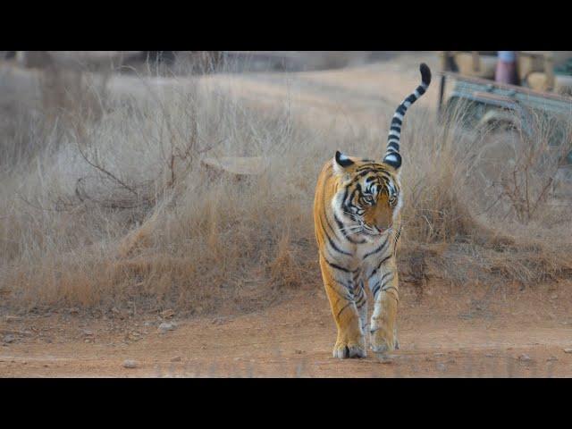 Splendours of Ranthambore National Park, India - Amazing Tiger Encounters on Safari in Zones 1-10