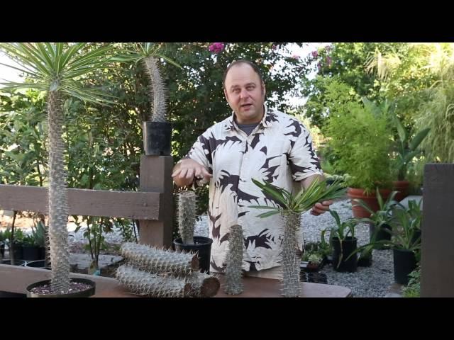 How to cut your Pachypodium- Madagascar Palm Tree