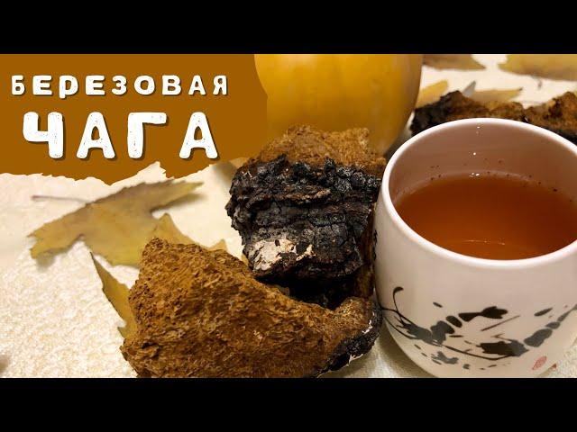 ЧАГА березовая Польза | Как заваривать березовый гриб чагу