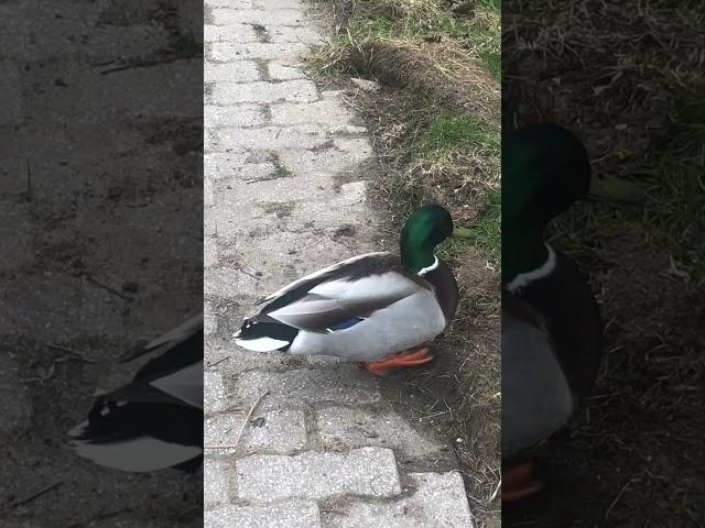 МОРДУШКИ для НУТРИЙ и ВОДНЫЕ КРЫСЫ!