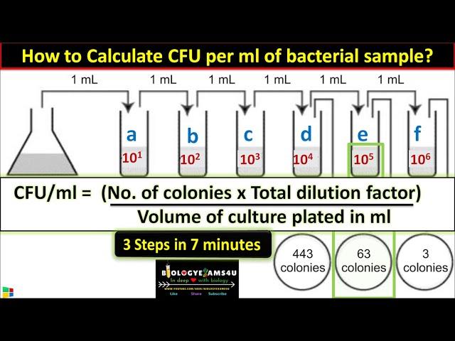 How to Calculate CFU per ml of Bacterial Sample? in 3 Steps || cfu/ml in Microbiology