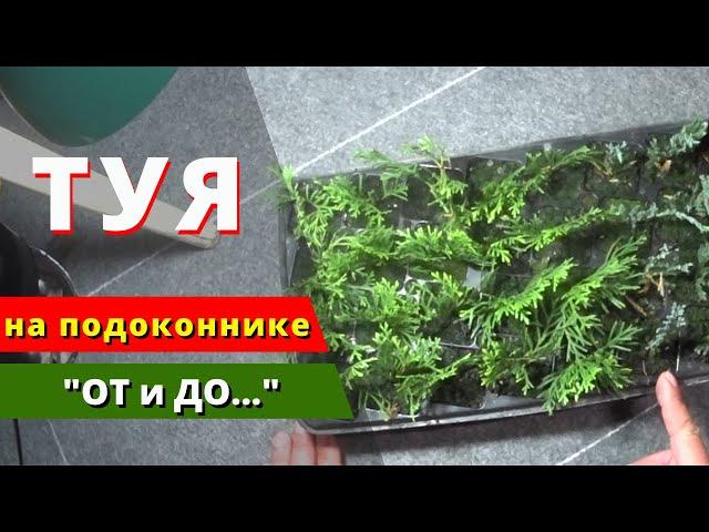 Укореняем ТУЮ на подоконнике. Процесс + Результат. "ОТ и ДО..."