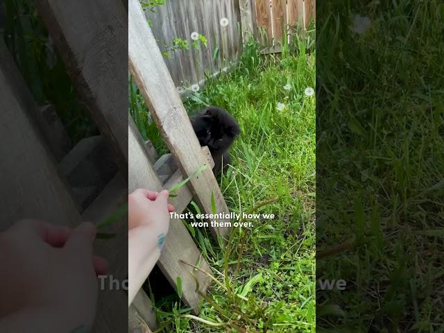 Two Stray Cats Show Up In Woman's Backyard | The Dodo