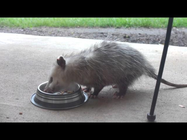 OPOSSUM WILDLIFE FEEDING TIME
