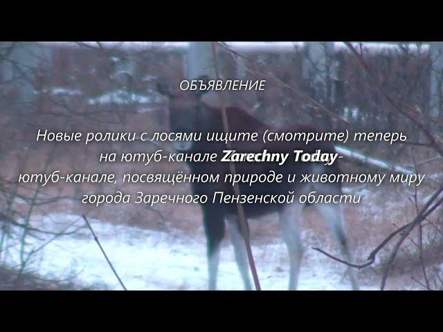 ОБЪЯВЛЕНИЕ о "переезде" новых роликов про лосей города Заречного на новый ю-канал - "Zarechny Today"