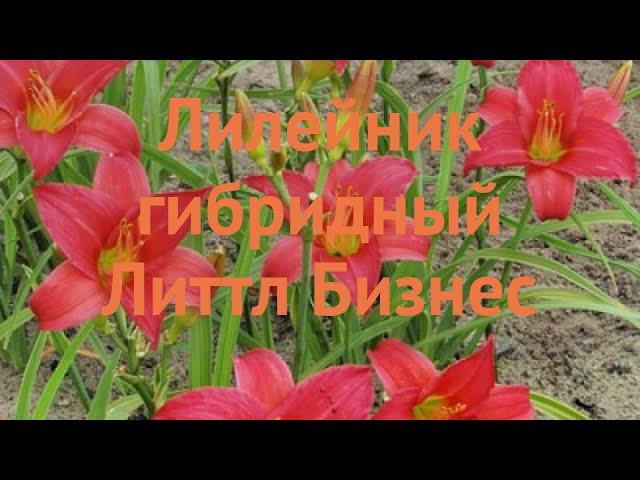 Лилейник гибридный Литтл Бизнес (hemerocallis)  обзор: как сажать, луковицы лилейника Литтл Бизнес