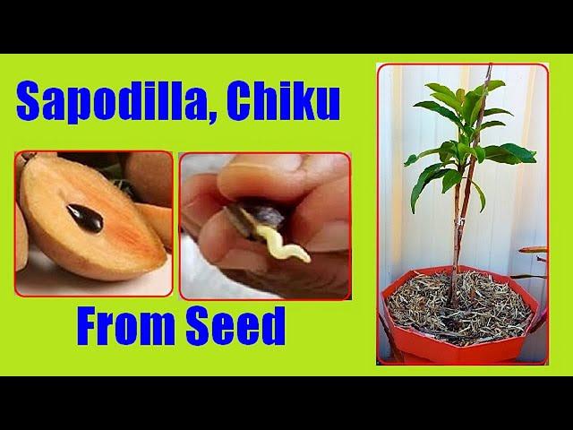 How to Grow Sapodilla / Sapota From Seeds: Growing Chiku / Chikoo Tree From Seed