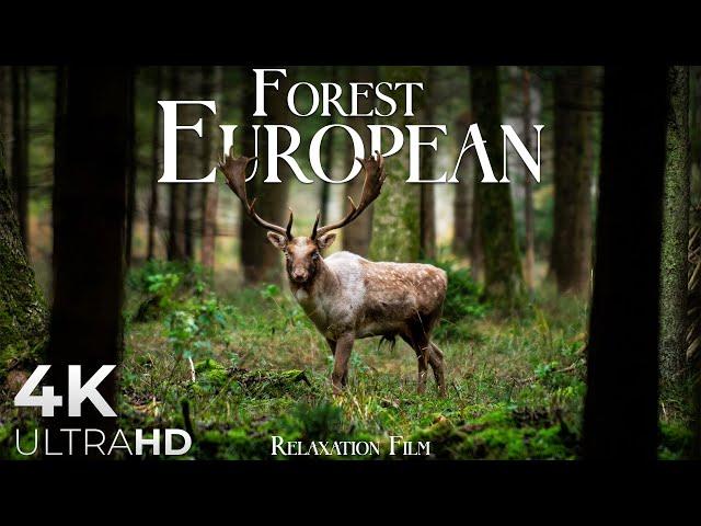 Forest 4K  European Nature Relaxation Film - Peaceful Relaxing Music - 4k Video UltraHD