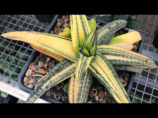 Коллекция редких Гастерий Георгия Аристова - Gasteria collection