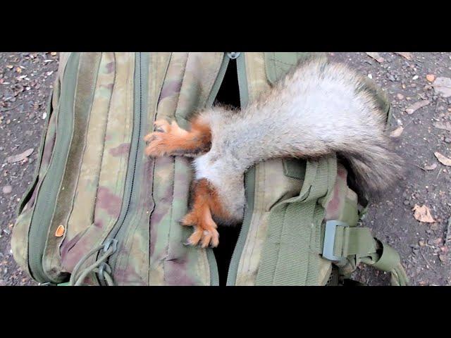 Белки и мой рюкзак / Squirrels and my backpack