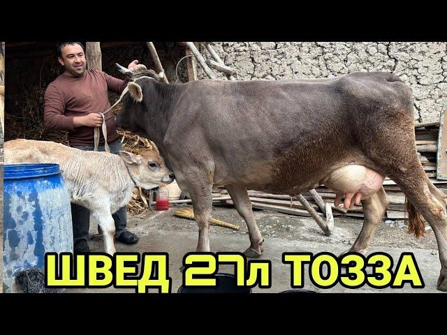 ТОЗЗА ШВЕД СИГИР СОТИЛАДИ СУТДОРИДАН ️+998 94 381 10 49  SOTILADIGON SHIVED SIGIR 23 октября 2023 г