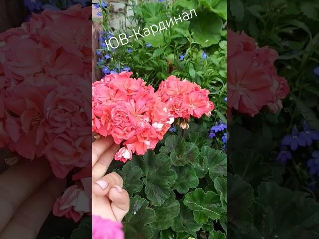 пеларгония ЮВ-Кардинал#пеларгония#flower #домашниецветы