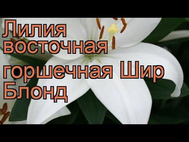 Лилия восточная горшечная Шир Блонд  обзор: как сажать, луковицы лилии Шир Блонд